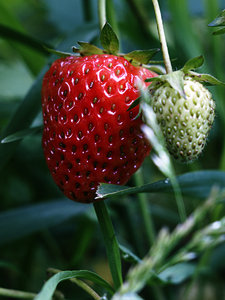 Erdbeere: 