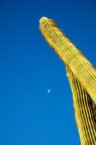 Saguaro cactus 3