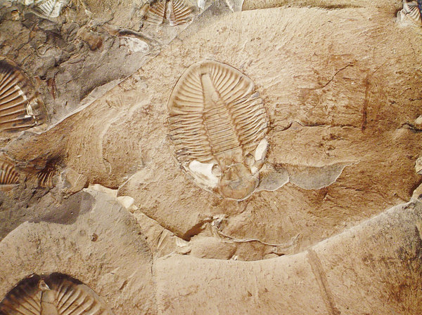 Fossil; Trilobites