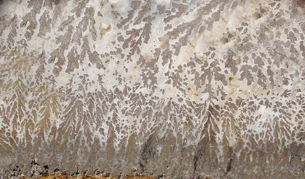 Dendritic Silver Close-up