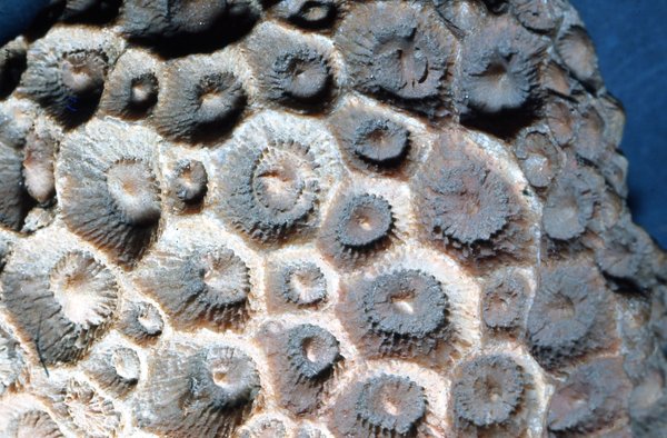Floral Fossil