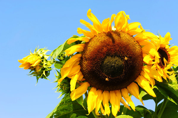 Sunflower Sunshine 1