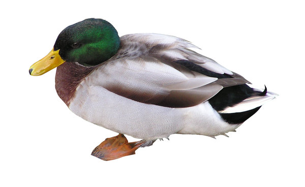 Duck