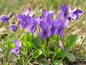 first violets