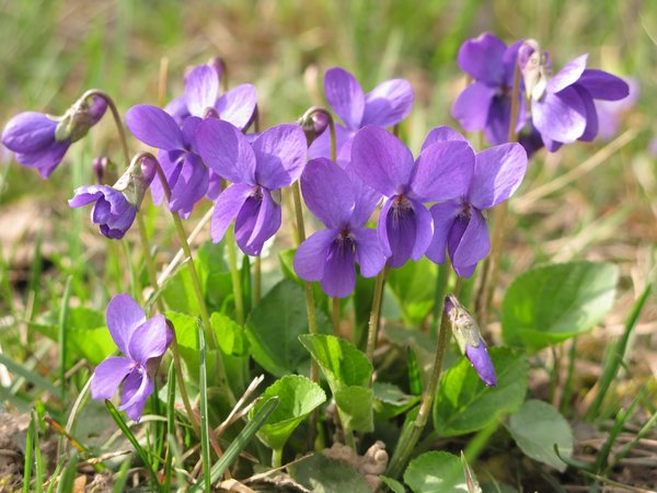 first violets: none