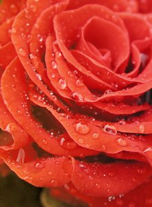 Rosa roja con gotas de rocío