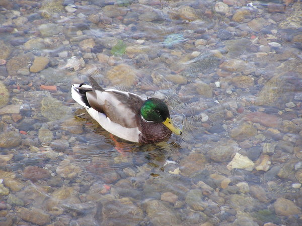 Duck in a stream
