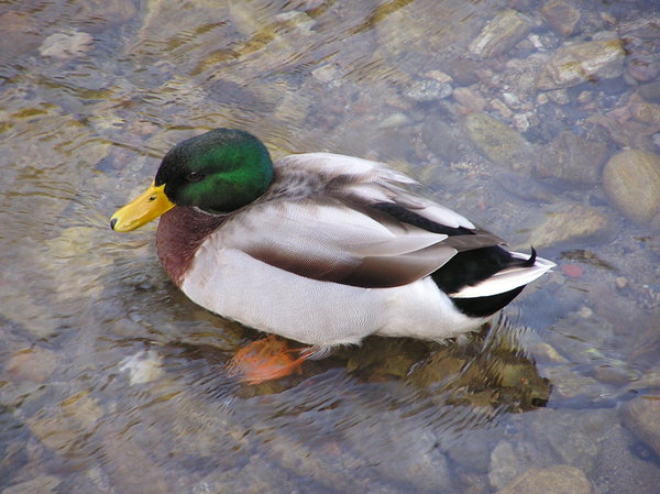 Duck in a stream