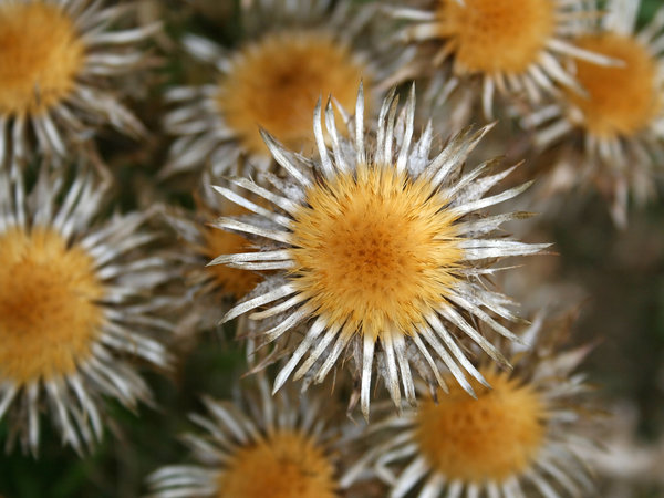 Thistle heads