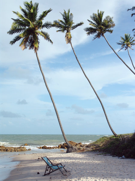 > Beach coconut palm3