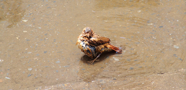 > Bird taking bath 2