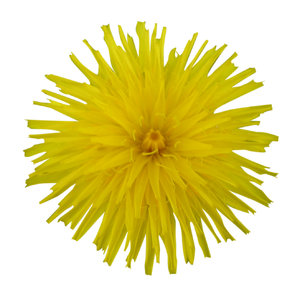A yellow flower: Kind of dandelion.

Please let me know if you use it! I just want to know where it was used... That's all!
