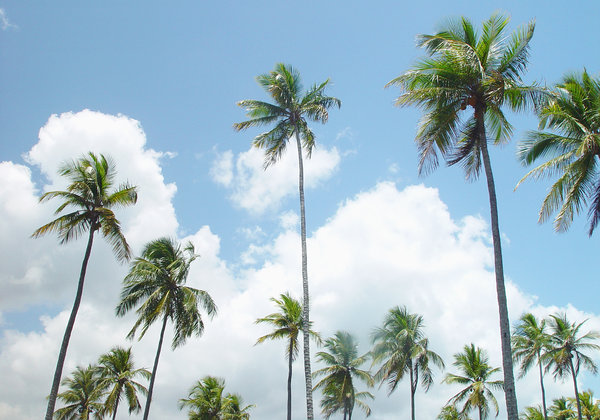 > Palm 2: Coqueiros, Cumuruxatiba, Bahia, BrasilCoconut palms, Cumuruxatiba, Bahia, Brazil