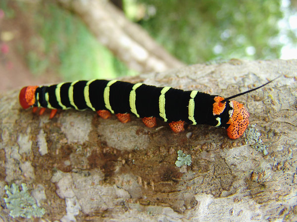 > caterpillar 2007