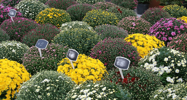 Flower market