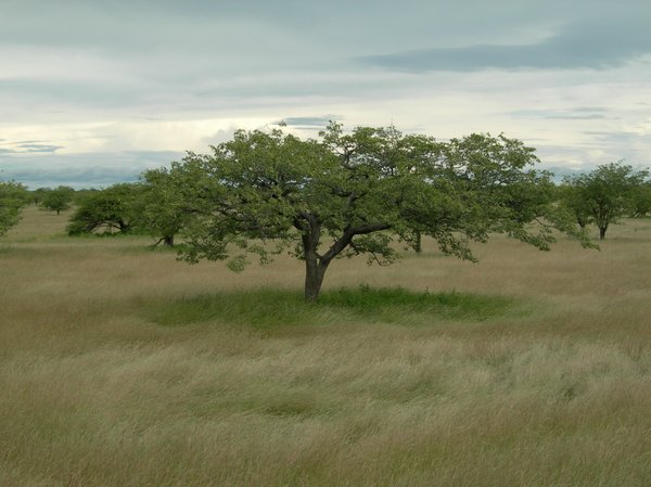 tree 2: photo taken in Namibia