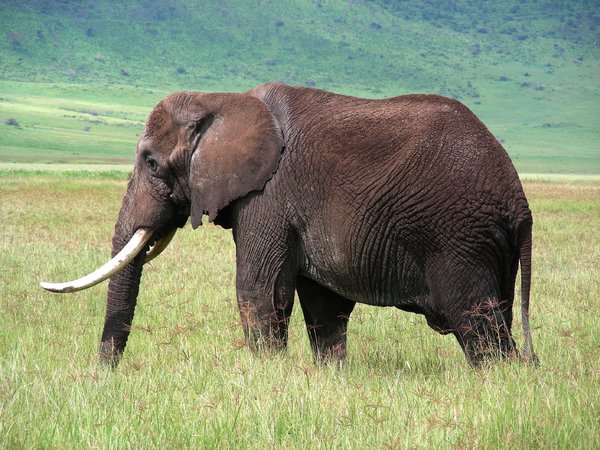 elephant 1: photo taken in Tanzania