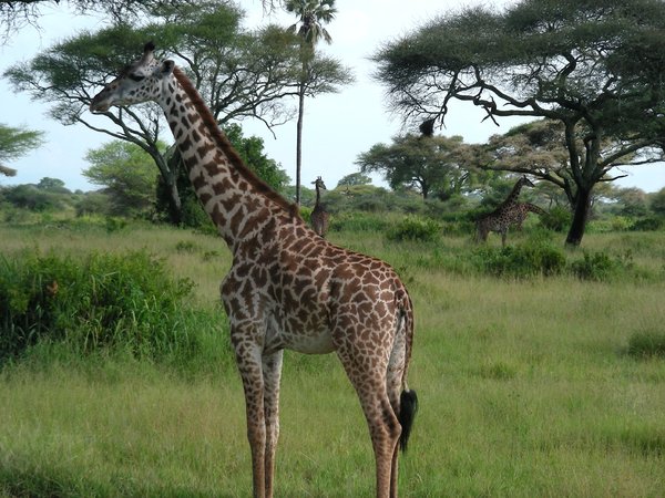 giraffe 3: 