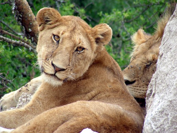 leones perezosos 1: 