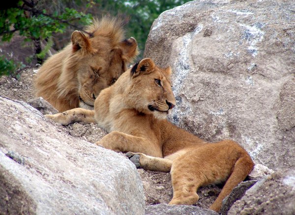 lazy lions 3