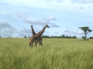 happy giraffes 1