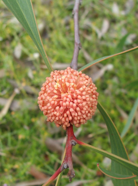 great balls of flowers