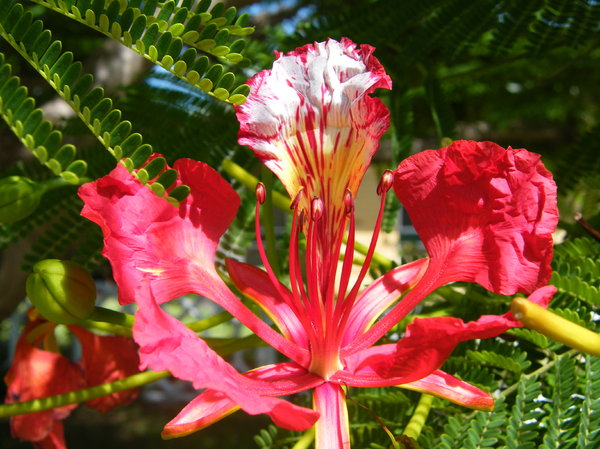 flamboyant tree flower