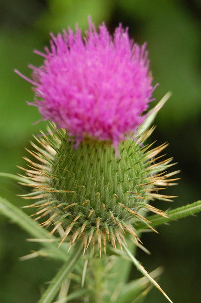 Thistle