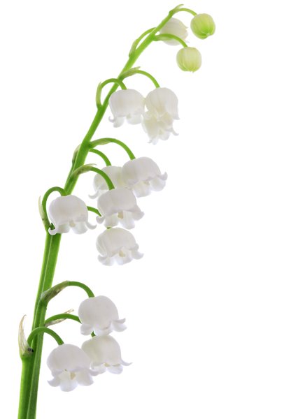 Lily-of-the-Valley-: 