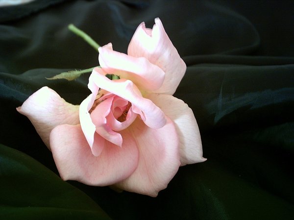 Rose - Pale Pink