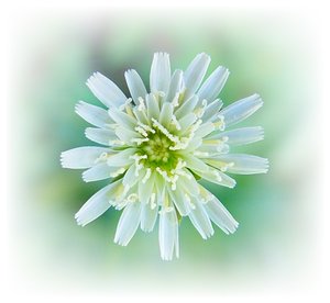 Little White  Flower