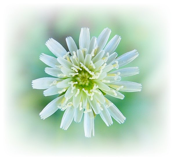 Little White  Flower: Macro shot of a very tiny weed flower, with added vignette.