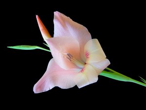 Gladioli: Gladiolus flower fresh from my garden. Delicate and elegant. You may prefer:  http://www.rgbstock.com/photo/2dyVeGa/Gladiolus+2