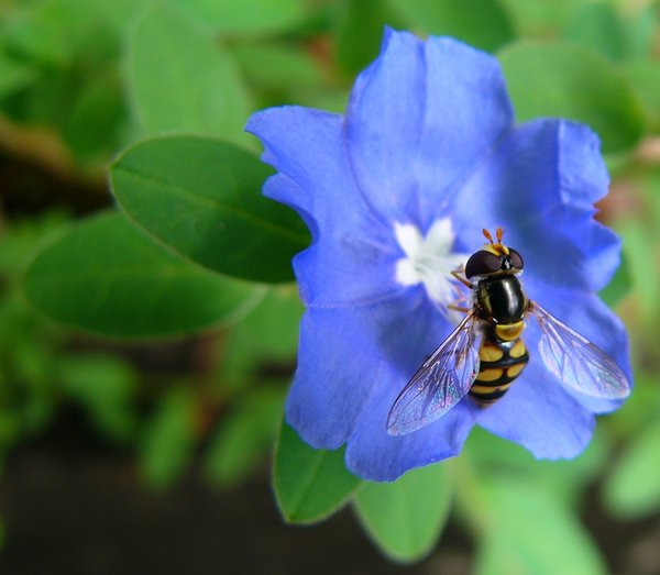 Hoverfly on Blue Flower