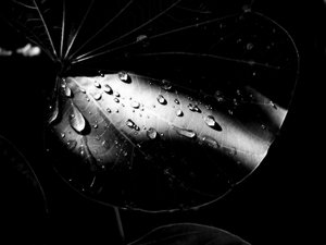 Leaf and Droplets - Duotone