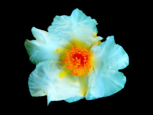 White Flower - Gordonia Axilla
