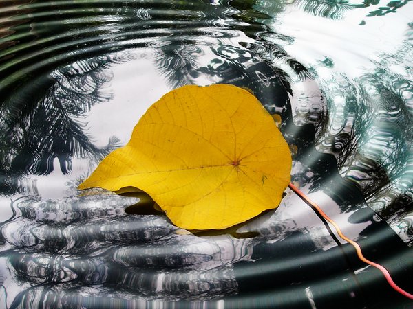Leaf Afloat: A fallen leaf floats on the water's surface. You may prefer:  http://www.rgbstock.com/photo/dKTuf9/An+Autumn+Thing+1  orhttp://www.rgbstock.com/photo/o3YoGIO/An+Autumn+Thing+2:  