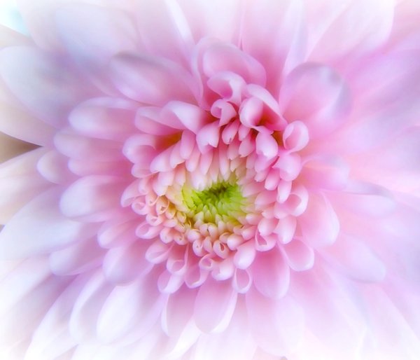 Soft Pink Chrysanthemum 
