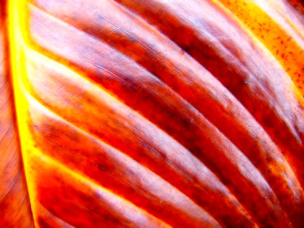 Colourful Leaf Texture