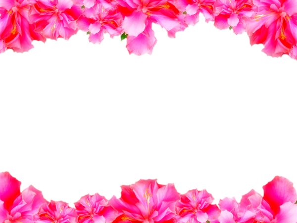 Floral Border 5: Floral border on blank page. Lots of copyspace.