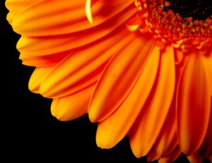 Gerbera Daisy Quarter - Oranje