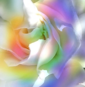 Rainbow Gardenia: A gardenia edited with pastel rainbow colours.