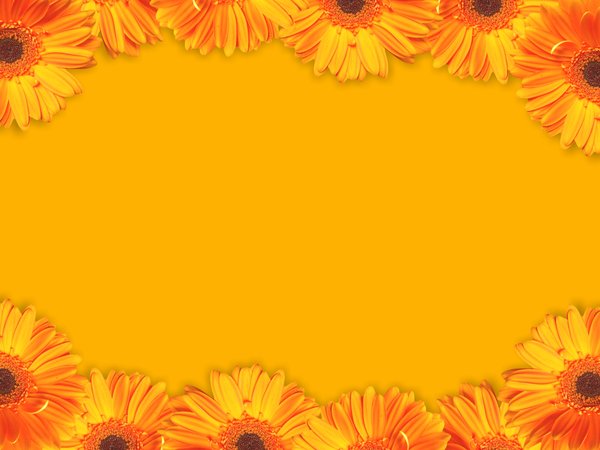 Floral Border 43: A border of yellow gerbera flowers. Lots of copyspace.