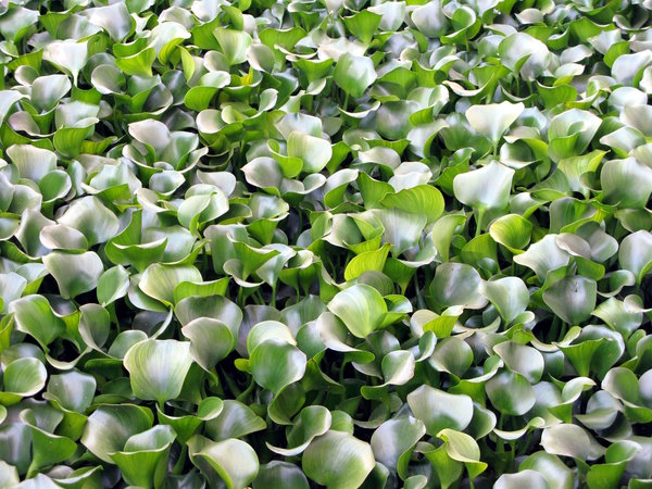 Water plants