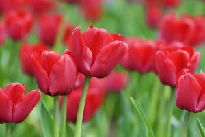 As tulipas vermelhas