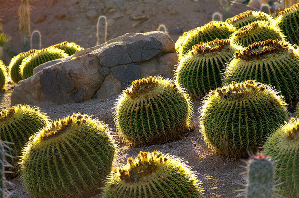 Desert Scene: Desert scene with lots of backlit cacti.