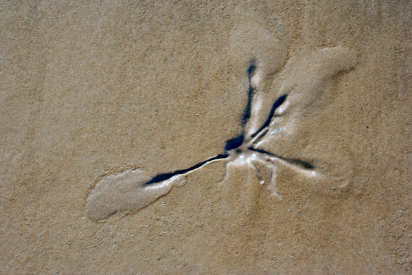 footprint of a seagull