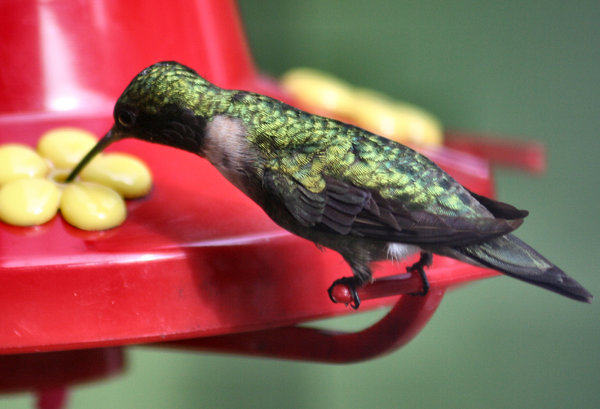 Female Hummingbird
