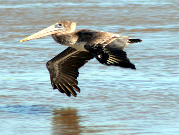 Texas Pelican Flying Low