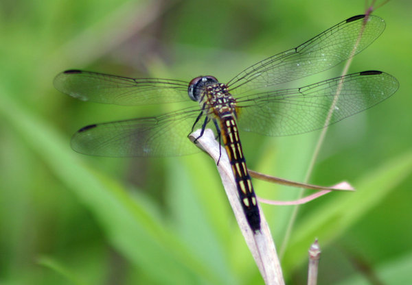 Dragonfly Posing